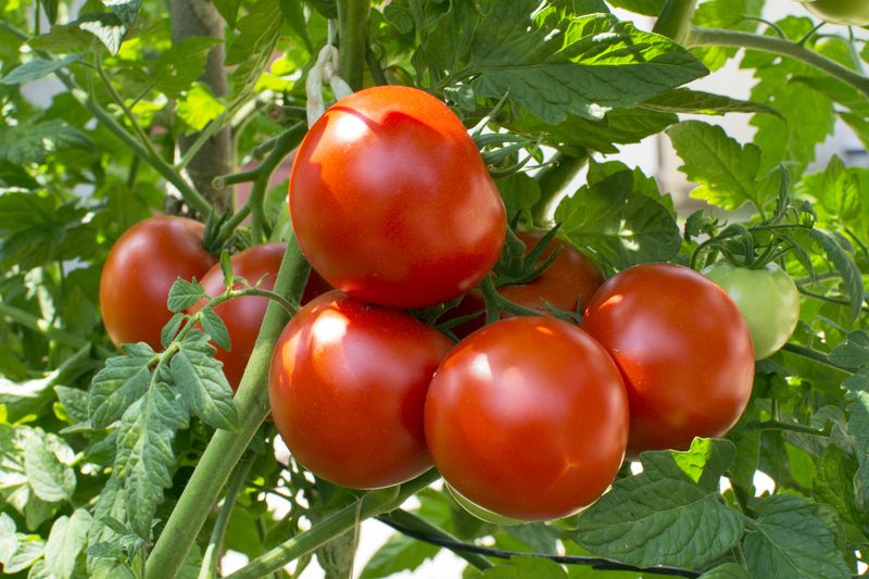 racun pada buah dan sayur