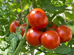 6 Asupan Makanan yang Bermanfaat untuk Kesehatan Paru-paru