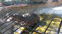 Maharani Zoo dan Goa menjadi satu di antara tempat konservasi yang berhasil mengembang-biakkan kuda nil. 2 Ekor kakak Boni sendiri sudah dipindahkan ke Batu Secret Zoo (Eko Sudjarwo/detikTravel)