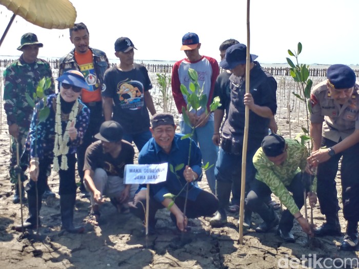 20 Ribu Bibit Mangrove Ditanam Di Pantai Klayan Cirebon