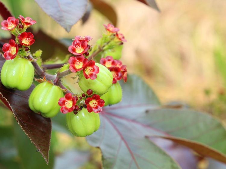 Daftar Buah dan Sayur yang Bisa Sebabkan Manusia Keracunan