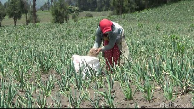 Petani Lereng Gunung Bromo Merugi akibat Embun Beku 