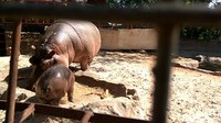 Bayi ini lahir dari pasangan induk betina bernama Jane dan pejantan bernama Mujijat. Mujijat berasal dari KBS, dan induknya Jane berasal dari Singapura (Eko Sudjarwo/detikTravel)