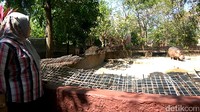 Jangan lupa mengabadikan tingkah polah Boni yang lucu ini ya traveler! (Eko Sudjarwo/detikTravel)