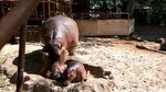 Foto: Gemas Banget! Ini Bayi Kuda Nil Kelahiran Lamongan