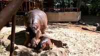 Destinasi wisata Maharani Zoo dan Goa di Lamongan, Jawa Timur sukses mengembakbiakkan spesies kuda nil uang statusnya terancam punah. Seekor bayi kuda nil lahir pada Jumat (21/7) lalu (Eko Sudjarwo/detikTravel)