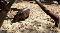 Bayi kuda nil bernama Boni ini pun lucu dan menggemaskan. Pejantan kecil ini beratnya mencapai 100 kilogram (Eko Sudjarwo/detikTravel)