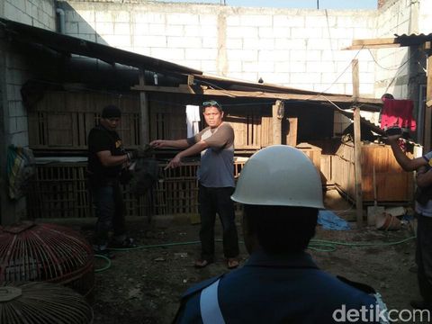 Judi sabung ayam di Kota Baru, Gresik digerebek/