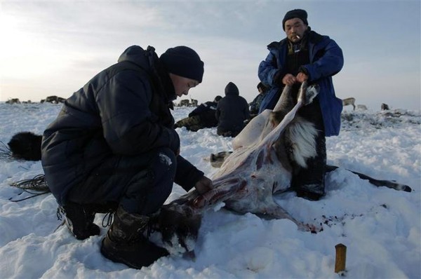 Saat bertahan hidup dalam suhu minus 50 celcius, makanan mereka adalah daging rusa mentah (Dok. REUTERS/Anton Golubev)