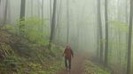 Foto: Seperti Apa Hutan Menyeramkan di Jerman?