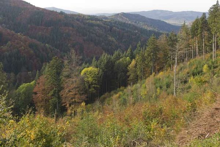 black forest jerman hutan