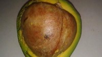 Buah alpukat yang hendak dibuat jus atau guacamole, ternyata punya biji yang besarnya hampir sebesar buah alpukat. Daging yang digunakan hanya sedikit, kecewa! (Foto: Bored Panda)