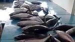 Banjir Tuna di Sendang Biru