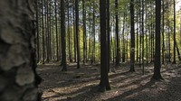Foto: Dikutip dari BBC, Black Forest yang ada di Baden-Wurttemberg, Jerman ini termasuk salah satu dari lima hutan paling menyeramkan di dunia (Thinkstock)