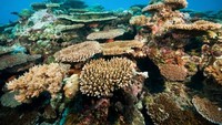 Bicara soal keindahan, Micronesia akan mencuri hati para penyelam dan turis yang suka liburan ke pantai. Untuk diving, spot-spotnya terfokus di 4 pulau besar saja karena fasilitasnya sudah memadai (Thinkstock)