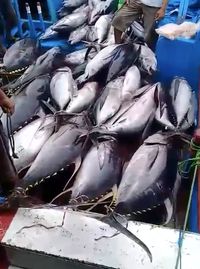 Bikin Tuna RI Naik Kelas, Susi Tekankan Pentingnya Sertifikasi