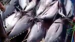 Banjir Tuna di Sendang Biru