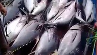 Hamparan ikan tuna jenis sirip kuning alias yellowfin memenuhi geladak kapal.