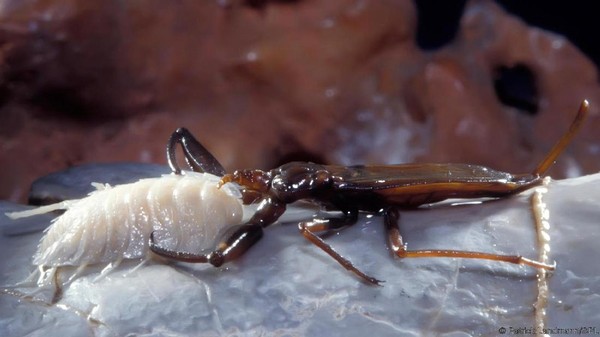 Sementara hewan yang lebih besar memangsa hewan lainnya, contohnya waterscorpion ini yang menyerang spesies crustacea. Inilah rantai makanan yang terjadi di Gua Movile (Thierry Berrod/Mona Lisa Production/SPL/BBC Earth)