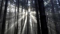 Foto: Sepanjang akhir musim gugur sampai akhir musim dingin, matahari hanya menyinari Black Forest sampai pukul 14.00 waktu setempat. Setelah itu, hutan menjadi benar-benar gelap sampai pukul 08.00 pagi (BBC)
