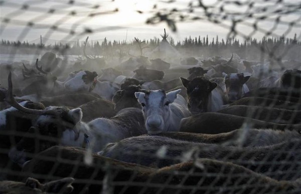 Mereka adalah suku yang tinggal di dalam kawasan terpencil Siberia (Dok. REUTERS/Anton Golubev)