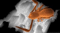 Tak jarang bentuk makhluk-makhluk ini juga tak biasa. Seperti contohnya spesies pseudoscorpion yang belum teridentifikasi ini. Di Gua Movile ditemukan 48 spesies yang sudah teridentifikasi, 33 ekor di antaranya tidak bisa ditemukan di belahan dunia manapun (Thierry Berrod/Mona Lisa Production/SPL/BBC Earth)