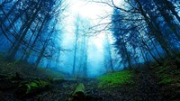 Foto: Dalam cerita karangannya, mereka sering menceritakan Black Forest sebagai tempat tinggal makhluk-makhluk mitologi seperti penyihir, manusia serigala hingga kurcaci (Thinkstock)