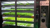 Nah kalau vending machine ini untuk beli lettuce. Di Jepang ada Chefs Farm yang tidak menggunakan cahaya matahari, melainkan lampu pijar dalam menumbuhkan lettuce. (Foto: Istimewa)