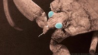 Kondisi lingkungan yang gelap total membuat mahkluk-makhluk ini beradaptasi dengan indera penglihatannya. Lihat saja spesies Waterscorpion ini, matanya termodifikasi untuk bisa melihat dalam gelap (Thierry Berrod/Mona Lisa Production/SPL/BBC Earth)