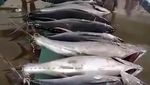 Banjir Tuna di Sendang Biru