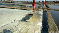 Para petani terpaksa memanen garamnya lebih awal karena curah hujan tinggi.