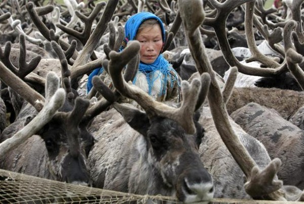 Suku Nenets telah ada dan tinggal nomaden selama ribuan tahun di tundra Arktik. Mereka adalah penggembala ulung kawanan rusa dengan jumlah sekitar 300.000  (Dok. REUTERS/Anton Golubev)