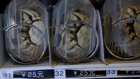 Tidak perlu jauh-jauh beli kepiting ke pasar. Karena ada vending machine ini yang menjaga suhu kepiting. (Foto: Istimewa)