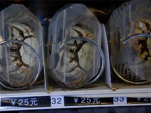 Vending Machine Ini Jual Beras, Kepiting Sampai Kaviar Rp 6 Juta!