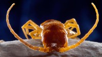Lipan (Criptos anomalans) ini sudah tinggal di Gua Movile selama ribuan bahkan jutaan tahun lamanya. Dengan kondisi gua yang cukup ekstrem, masih jadi misteri bagi para ilmuwan tentang bagaimana makhluk-makhluk ini bisa bertahan hidup dan mendapatkan makanan (Thierry Berrod/Mona Lisa Production/SPL/BBC Earth)