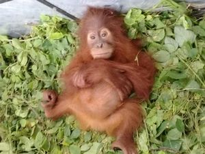 Ini Data Terbaru Populasi Orangutan di Pulau Sumatera dan Borneo
