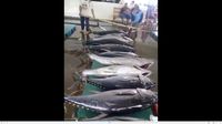 Ikan Tuna di Pelabuhan Sendang Biru