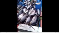 Ikan Tuna di Pelabuhan Sendang Biru
