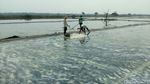 Salut! Perjuangan Petani Garam di Tengah Ancaman Gagal Panen