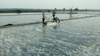 Beberapa petani mengolah ladang garam di Sidoarjo, Jawa Timur.