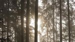 Foto: Seperti Apa Hutan Menyeramkan di Jerman?
