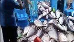 Banjir Tuna di Sendang Biru