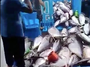 Ongkos Angkut Mahal, Harga Ikan Laut RI Jadi Tinggi