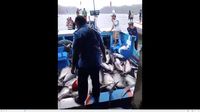 Ikan Tuna di Pelabuhan Sendang Biru