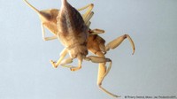 Makhluk ini mendapat energi dengan mengonsumsi bakteri metanothroph. Bakteri ini bisa menjadi sumber makanan berkat proses kemosintesis, mengubah senyawa metan menjadi nitrat (Thierry Berrod/Mona Lisa Production/SPL/BBC Earth)