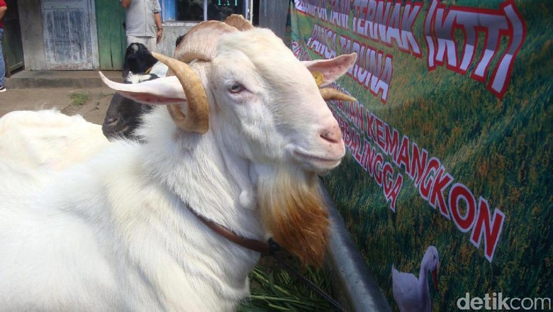 97 Gambar Gambar Hewan Ternak Gratis