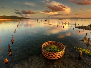Di Sini Anda Bisa Cicipi Tiram Segar dari Bitung dan Lobster dari Papua