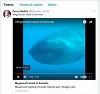 Menakjubkan! Hiu Langka Bermulut Besar di Perairan Pulau Komodo