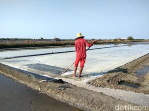 Susi: Petani Senang Harga Garam Tinggi Hingga Bisa Beli Truk