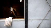 Meski para pesumo ini bukan asli Jepang, tetapi mereka tetap ingin melestarikan olahraga sumo yang sudah ada sejak abad ke-15. Sungguh cita-cita yang mulia (Issei Kato/Reuters)